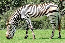 A zebra feasts on grass