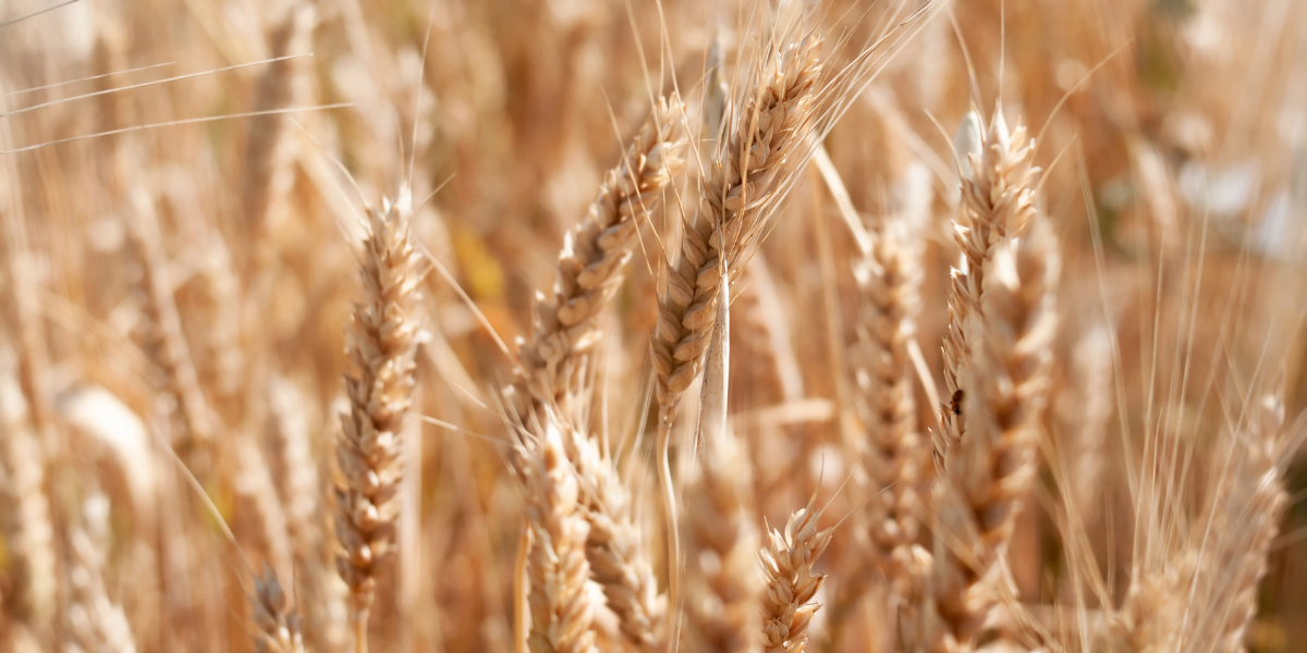 Wheat field